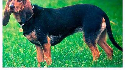 Юрская гончая — всё о собаке