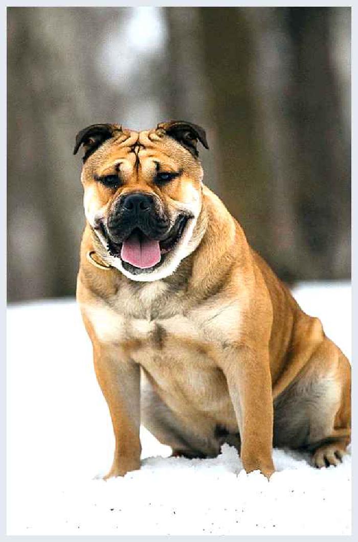 Ка-де-бо — всё о собаке