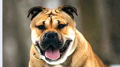 Ка-де-бо — всё о собаке