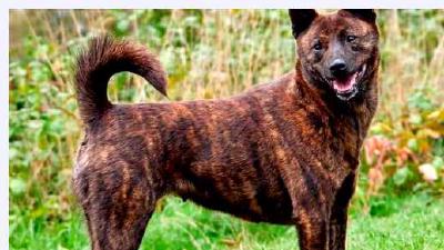 Каи (порода собак) — всё о собаке