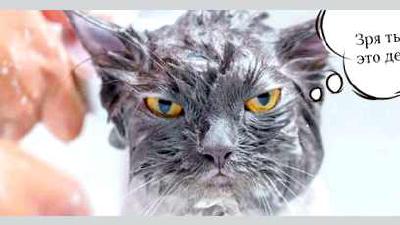 Как часто можно купать кошек и котов