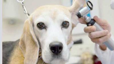 Как чистить уши собаке частота и нюансы гигиенической процедуры