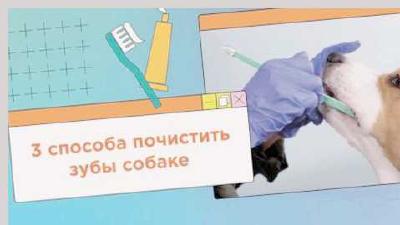 Как и чем почистить зубы собаке в домашних условиях