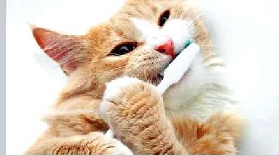 Как и зачем чистить зубы кошке все о гигиене полости рта