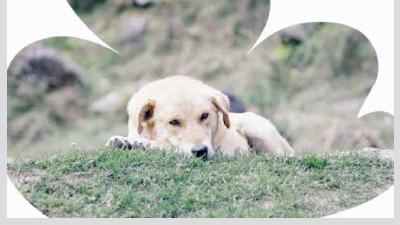 Как искать пропавшую собаку что делать если пес убежал