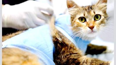 Как надолго можно оставить кошку одну в квартире сроки и 4 альтернативных варианта