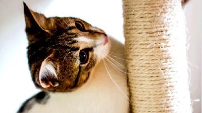 Как обеспечить кошке активный образ жизни в условиях квартиры