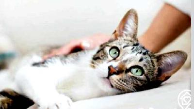 Как отучить кота грызть провода раз и навсегда 5 способов