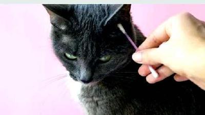 Как почистить уши кошке процедура в домашних условиях