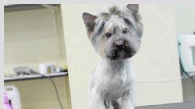 Как подстричь йорка домашний салон красоты для собачек