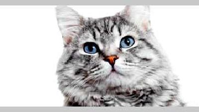 Как подстричь кошку в домашних условиях