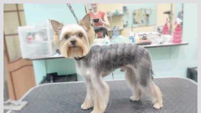 Как подстричь мордочку йорку самостоятельный груминг