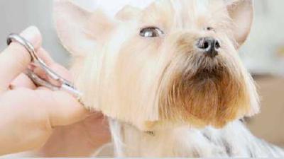 Как подстричь собаку в домашних условиях все что нужно знать о тонкостях груминга