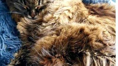 Как помочь кошке адаптироваться к новому дому советы и рекомендации