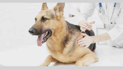 Как понять поведение собаки интересные факты + таблица