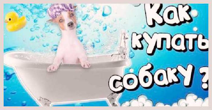 Как правильно купать собаку полезности для собаководов