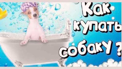 Как правильно купать собаку полезности для собаководов