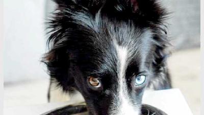 Как правильно подобрать миску для собаки материалы размеры и местоположение