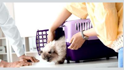 Как правильно выбрать лучшую переноску для кошки