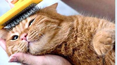 Как правильно вычесывать кошку