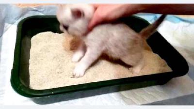 Как приучить кошку или котенка к лотку