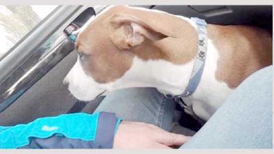 Как приучить собаку ездить в машине