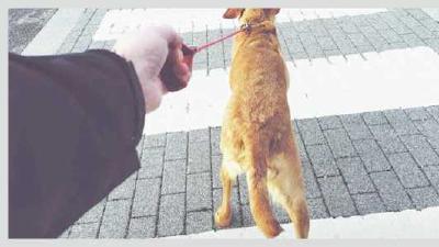 Как приучить собаку к будке 5 важных моментов