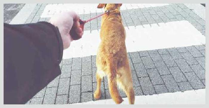 Как приучить собаку к будке 5 важных моментов