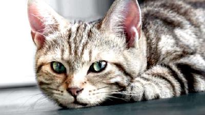 Как распознать стресс у кошек и что с этим делать