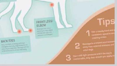 Как сделать массаж собаке алгоритм для разных видов процедур