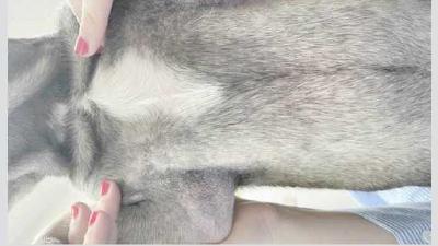 Как справляться с раздражителями и аллергиями у собак