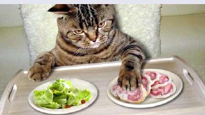 Как ухаживать за беременной кошкой