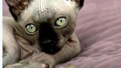 Как ухаживать за сфинксами особенности содержания лысых кошек
