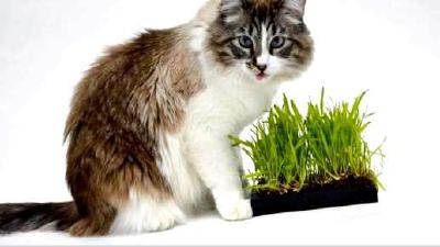 Какую траву любят и едят кошки