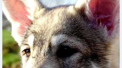 Кан де паллейро — всё о собаке