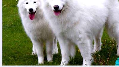 Канадская эскимосская собака — всё о собаке