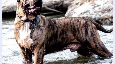 Канарский дог — всё о собаке