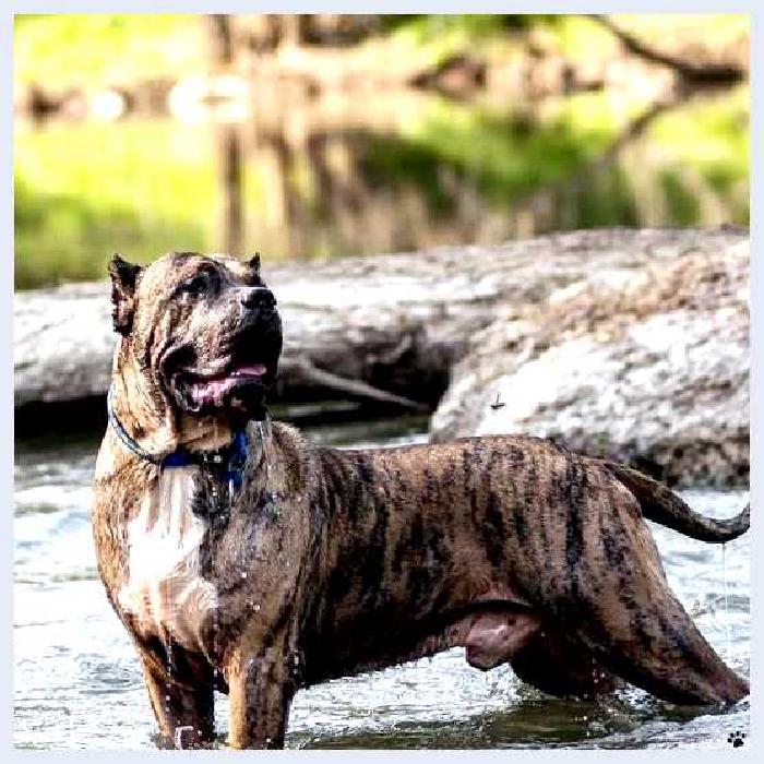 Канарский дог — всё о собаке