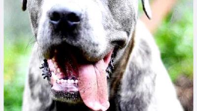 Кане-корсо — всё о собаке