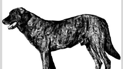 Као де кастро-лаборейро — всё о собаке