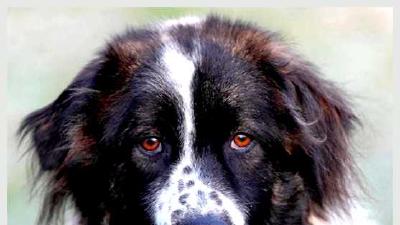 Каракачанская собака — всё о собаке