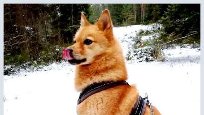 Карело-финская лайка — всё о собаке