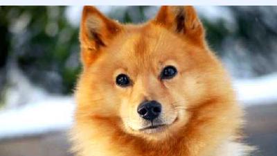 Карельская лайка — всё о собаке