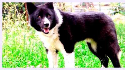 Карельская медвежья собака — всё о собаке