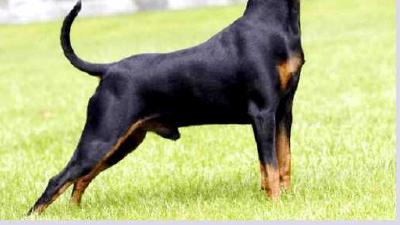 Карликовый пинчер — всё о собаке