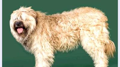 Каталонская овчарка — всё о собаке