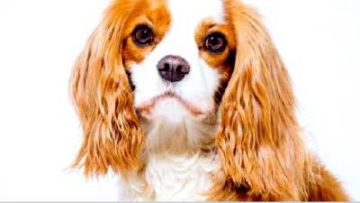 Кавалер-кинг-чарльз-спаниель — всё о собаке