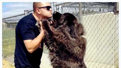 Кавказская овчарка — всё о собаке