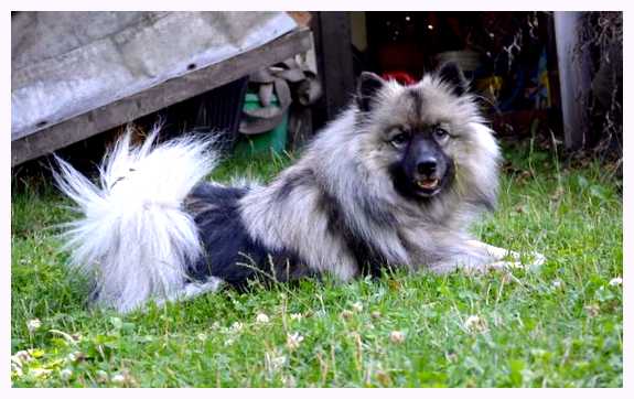 Кеесхонд - всё о собаке