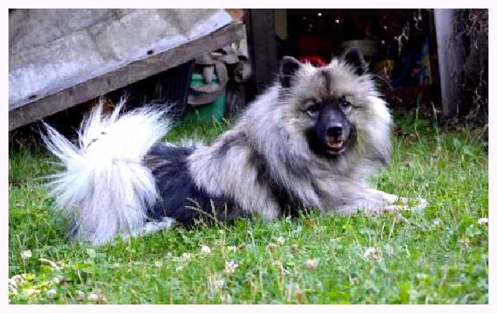 Кеесхонд — всё о собаке